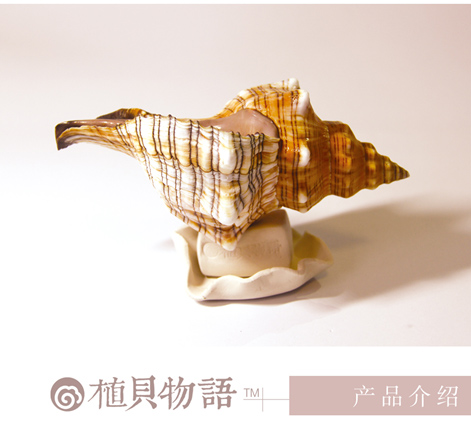 羊角螺貝殼擺件